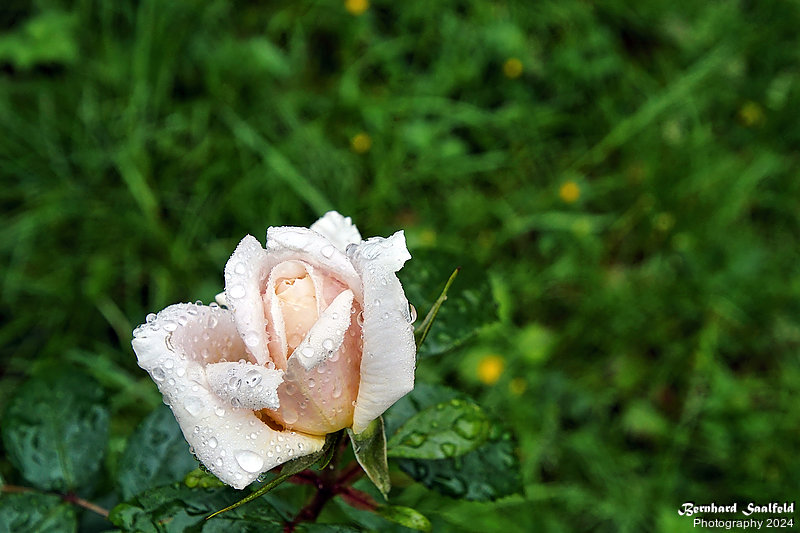 Bernhard Saalfeld - Gartenrose 2024 (7v9)